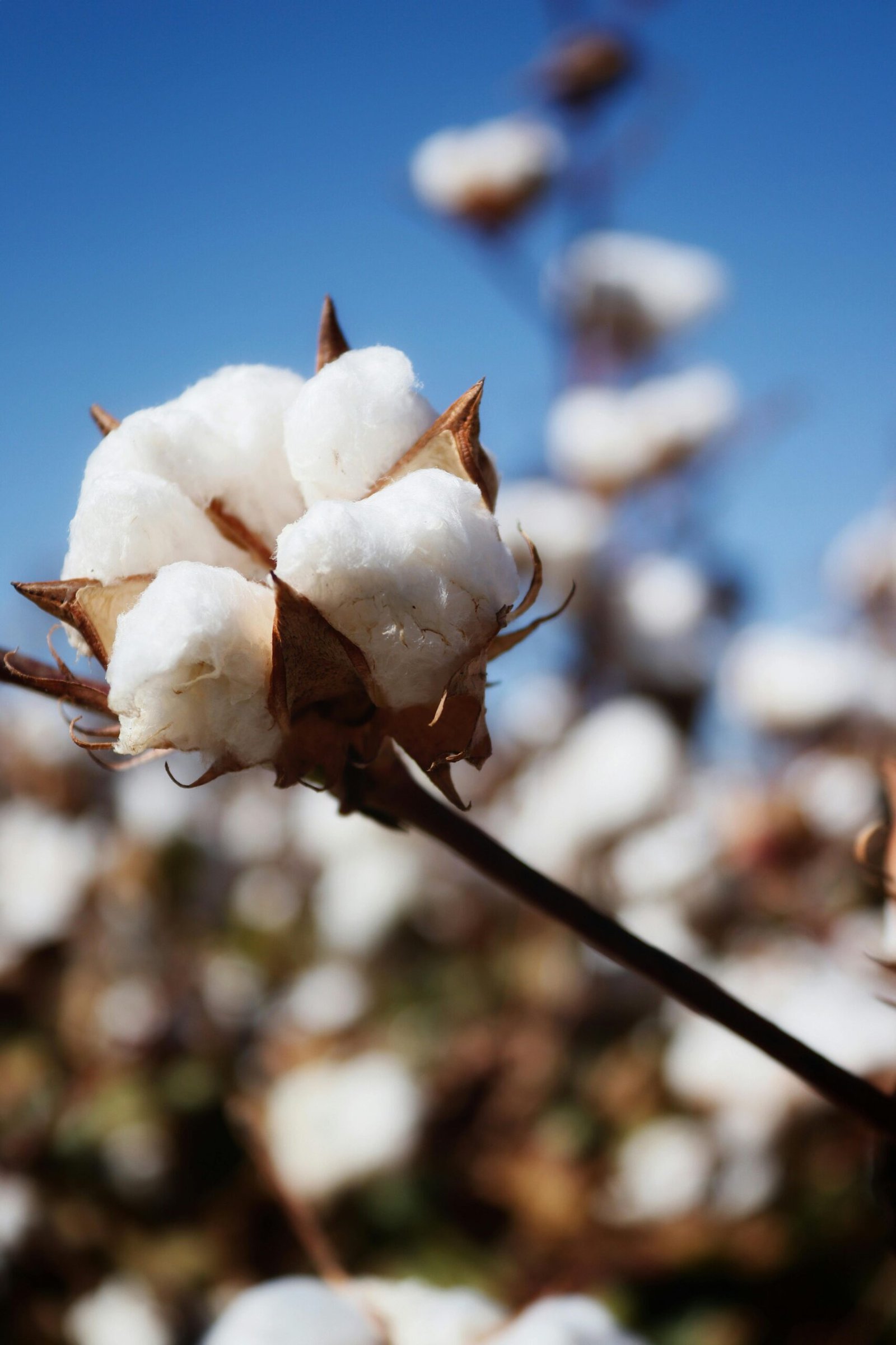 pexels-zahara-661971285-34281523