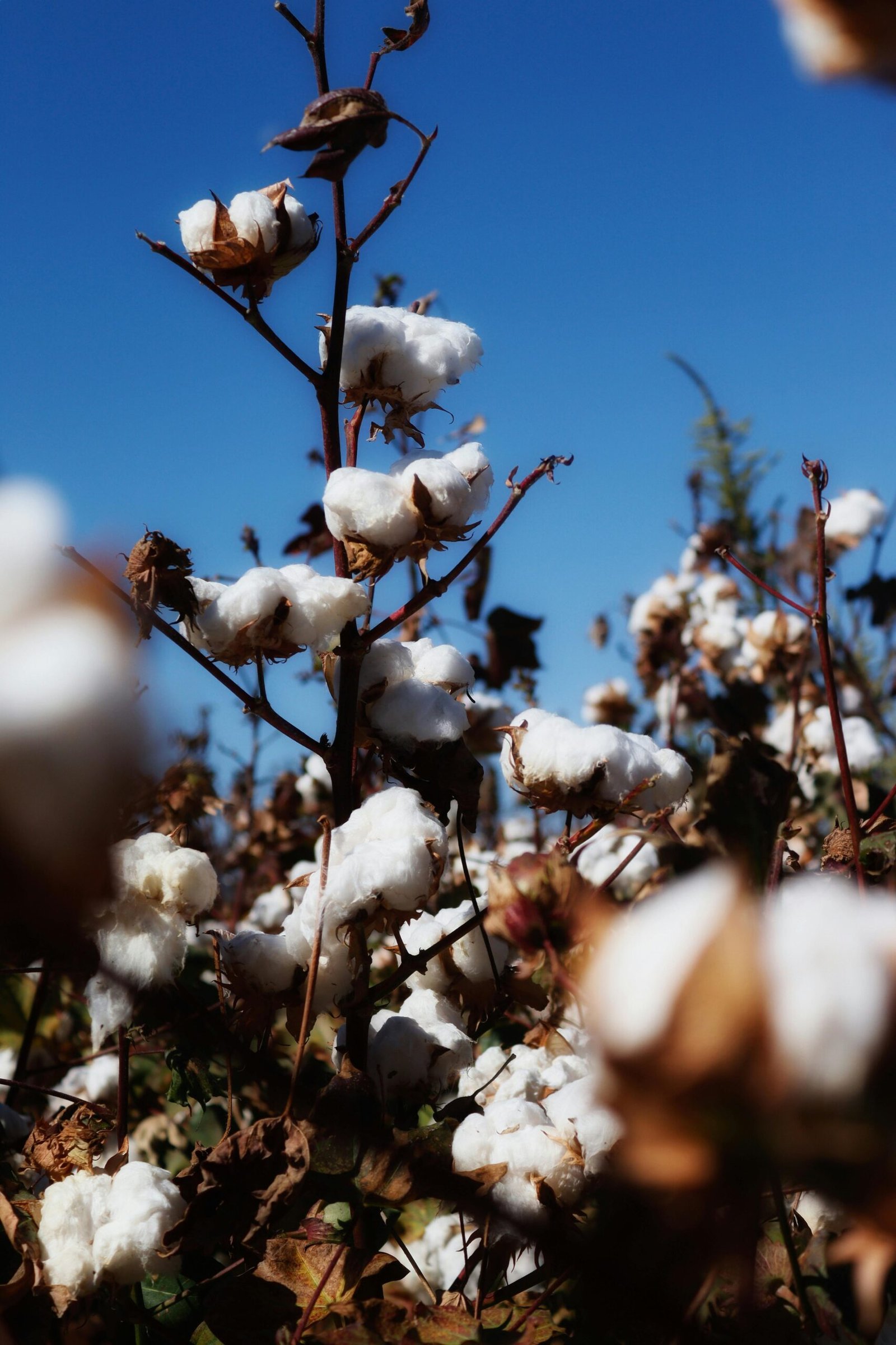 pexels-zahara-661971285-34281524